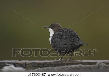 Stock Photo - Dipper (Cinclus cinclus) perching on pier. Dippers often perch on rocks, fence posts and piers surveying the water, calling or just having a good preen. . Fotosearch