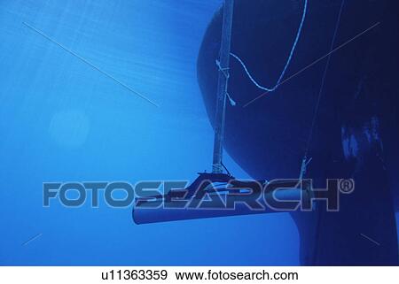 Stock Photo - Directional hydrophone for locating Sperm whales (Physeter macrocephalus) Azores, Portugal. Fotosearch