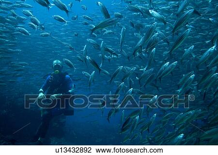 Stock Image - Diver and Black Striped Salema ( Xenocys jessiae). Galapagos, Pacific Ocean. Fotosearch