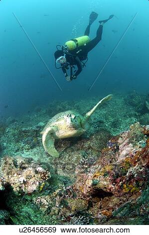 Stock Photo - Diver and Green Turtle (Chelonia mydas). Borneo, Malaysia. Fotosearch
