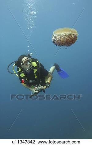 Stock Image - Diver and Jellyfish. Spanish Mediterranean.. Fotosearch