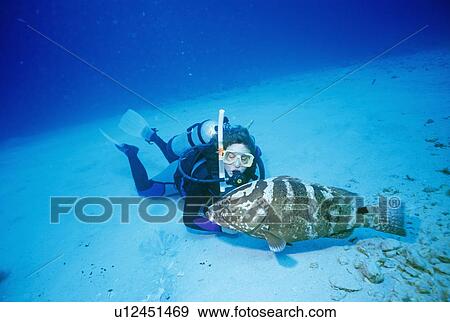 Stock Photo - Diver and Nassau grouper (Epinephelus stratus). Atman Islands.. Fotosearch