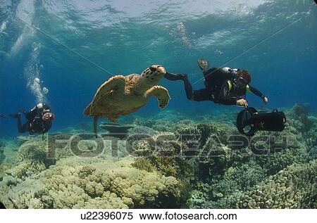 Stock Photography - Diver and turtle. Hurghada, Red Sea, Egypt.. Fotosearch