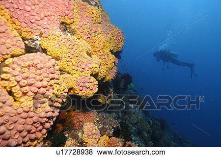 Diver explores the reef wall covered with Orange Cup Coral (Tubastrea sp. ) Coconut point, Apo island Marine Reserve, Philippines View Large Photo Image Stock Photo - Diver explores the reef wall covered with Orange Cup Coral (Tubastrea sp. ) Coconut point, Apo island Marine Reserve, Philippines. Fotosearch