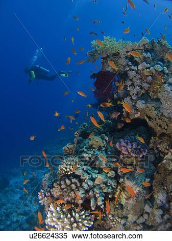 Stock Photography - Diver heading out to the Blue with coral block in foreground. Jackson Reef, Sharm El Sheikh, South Sinai, Red Sea, Egypt.. Fotosearch