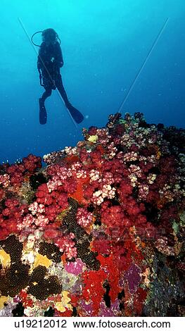 Stock Image - Diver (location unknown). Fotosearch