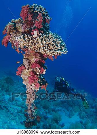 Diver next to a coral encrusted anchor. Anemone City, Sharm El Sheikh, South Sinai, Red Sea, Egypt. View Large Photo Image Picture - Diver next to a coral encrusted anchor. Anemone City, Sharm El Sheikh, South Sinai, Red Sea, Egypt.. Fotosearch
