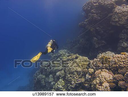Diver observing the reef. Ras Ghozlani, Sharm El Sheikh, South Sinai, Red Sea, Egypt. View Large Photo Image Stock Photo - Diver observing the reef. Ras Ghozlani, Sharm El Sheikh, South Sinai, Red Sea, Egypt.. Fotosearch