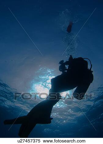Diver on a safety stop. Elphinstone, Marsa Alaam, Red Sea, Egypt. View Large Photo Image Stock Photography - Diver on a safety stop. Elphinstone, Marsa Alaam, Red Sea, Egypt.. Fotosearch