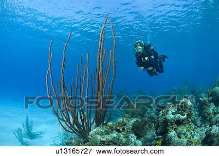 Diver on tropical coral reef and caverns, Maria La Gorda, Cuba, Caribbean View Large Photo Image Stock Photo - Diver on tropical coral reef and caverns, Maria La Gorda, Cuba, Caribbean. Fotosearch
