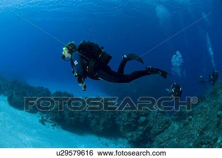 Diver on tropical coral reef and caverns, Maria La Gorda, Cuba, Caribbean View Large Photo Image Stock Photograph - Diver on tropical coral reef and caverns, Maria La Gorda, Cuba, Caribbean. Fotosearch