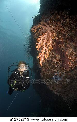 Stock Image - Diver on wall with soft coral. Borneo, Malaysia. Fotosearch