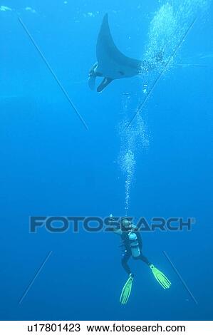 Stock Image - Diver underneath Manta ray (Manta birostris) Revillagigedo Islands, Mexico. Fotosearch