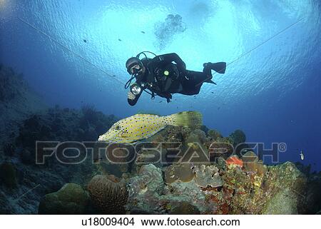 Picture - Diver using torch amidst corals, sea fans and sponges, Grand Cayman Island, Cayman Islands, Caribbean. Fotosearch