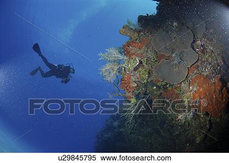 Stock Photography - Diver using torch amidst corals, sea fans and sponges, Grand Cayman Island, Cayman Islands, Caribbean. Fotosearch