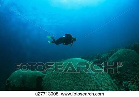 Stock Photo - Diver with giant brain coral. Tobago.. Fotosearch