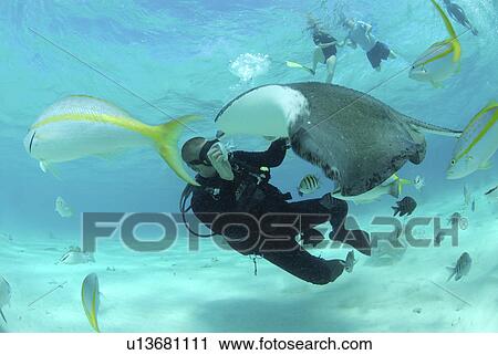 Diver with Sting rays, Stingray City Sandbar, Grand Cayman Island, Cayman Islands, Caribbean View Large Photo Image Stock Image - Diver with Sting rays, Stingray City Sandbar, Grand Cayman Island, Cayman Islands, Caribbean. Fotosearch