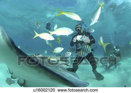 Diver with Sting rays, Stingray City Sandbar, Grand Cayman Island, Cayman Islands, Caribbean View Large Photo Image Stock Image - Diver with Sting rays, Stingray City Sandbar, Grand Cayman Island, Cayman Islands, Caribbean. Fotosearch