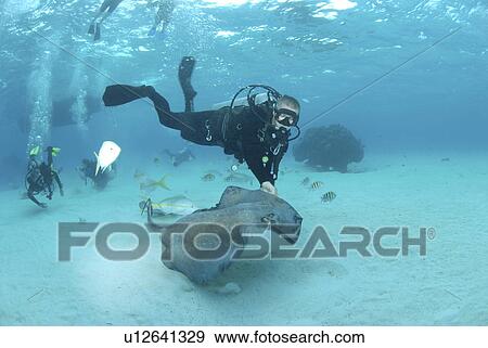 Diver with Sting rays, Stingray City Sandbar, Grand Cayman Island, Cayman Islands, Caribbean View Large Photo Image Stock Photo - Diver with Sting rays, Stingray City Sandbar, Grand Cayman Island, Cayman Islands, Caribbean. Fotosearch