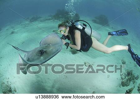 Diver with Sting rays, Stingray City Sandbar, Grand Cayman Island, Cayman Islands, Caribbean View Large Photo Image Stock Photograph - Diver with Sting rays, Stingray City Sandbar, Grand Cayman Island, Cayman Islands, Caribbean. Fotosearch