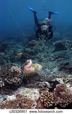 Stock Image - Diver with Turtle. Malaysia. Fotosearch