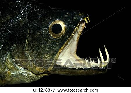 Dogfish, Hydrolicus pectoralis, jaw detail on preserved specimen, Amazon river basin, Amazonas, Brazil View Large Photo Image Stock Photo - Dogfish, Hydrolicus pectoralis, jaw detail on preserved specimen, Amazon river basin, Amazonas, Brazil. Fotosearch
