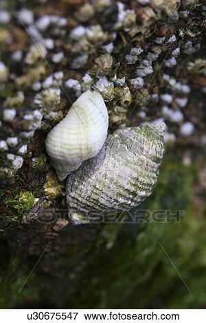 Stock Photo - Dogwhelk. UK. Fotosearch