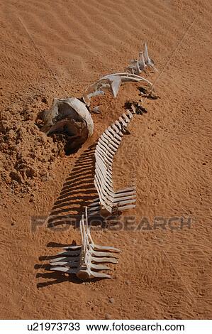 Dolphin skeleton in sand (unknown species) Mauritania View Large Photo Image Stock Image - Dolphin skeleton in sand (unknown species) Mauritania. Fotosearch