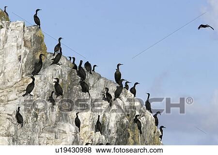Stock Photo - Double-crested cormorant (Phalacrocorax auritus) colony along the inside passage in Southeast Alaska, USA. (rr). Fotosearch