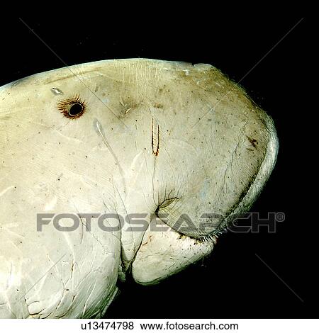 Dugong (Dugong dugon) close up of head. Marsa Alarm, Egypt, Red Sea. View Large Photo Image Stock Photo - Dugong (Dugong dugon) close up of head. Marsa Alarm, Egypt, Red Sea.. Fotosearch