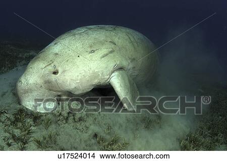 Picture - Dugong (Dugong dugon) feeding on sea floor. Marsa Alarm, Egypt, Red Sea. Fotosearch