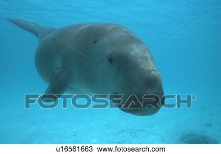 Dugong (Dugong dugong) approaching camera, full body in shot. Malaysia. View Large Photo Image Stock Image - Dugong (Dugong dugong) approaching camera, full body in shot. Malaysia.. Fotosearch