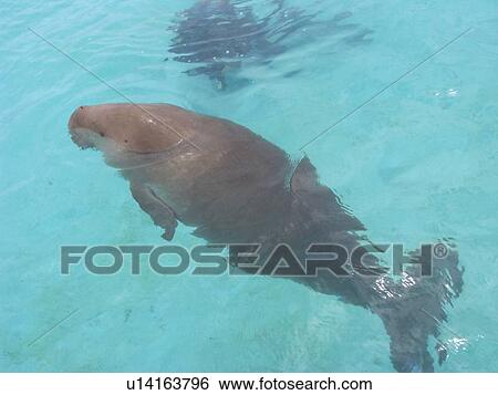 Dugong (Dugong dugong) at surface to breath. Malaysia. View Large Photo Image Stock Photograph - Dugong (Dugong dugong) at surface to breath. Malaysia.. Fotosearch