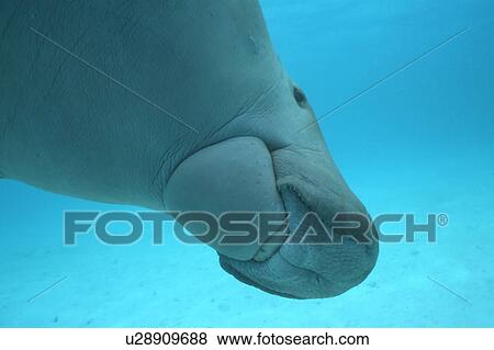 Dugong (Dugong dugong) close-up of underside. Clearly showing mouth parts. Malaysia. View Large Photo Image Stock Photo - Dugong (Dugong dugong) close-up of underside. Clearly showing mouth parts. Malaysia.. Fotosearch