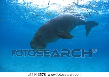 Dugong (Dugong dugong) diving down from the surface. Malaysia. View Large Photo Image Stock Photo - Dugong (Dugong dugong) diving down from the surface. Malaysia.. Fotosearch