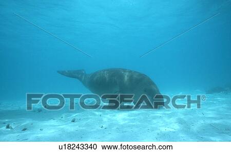Dugong (Dugong dugong) foraging on the sea bed. Malaysia. View Large Photo Image Stock Image - Dugong (Dugong dugong) foraging on the sea bed. Malaysia.. Fotosearch
