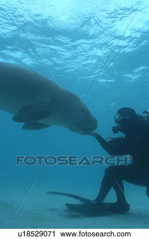 Dugong (Dugong dugong) investigating diver face to face. Malaysia. View Large Photo Image Stock Image - Dugong (Dugong dugong) investigating diver face to face. Malaysia.. Fotosearch