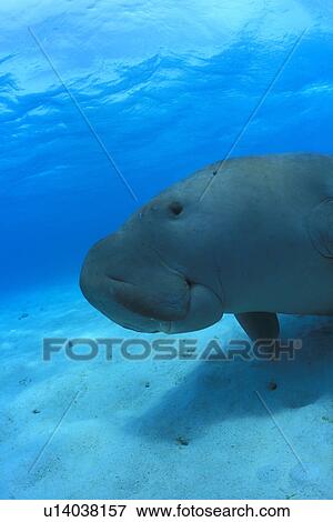 Dugong (Dugong dugong) resting on the sea bed. Close-up of face. Malaysia. View Large Photo Image Stock Photo - Dugong (Dugong dugong) resting on the sea bed. Close-up of face. Malaysia.. Fotosearch