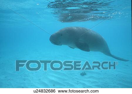 Dugong (Dugong dugong) swimming underwater. Malaysia. View Large Photo Image Stock Photograph - Dugong (Dugong dugong) swimming underwater. Malaysia.. Fotosearch