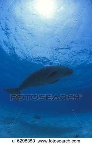 Stock Image - Dugong (Dugong dugong) taken from below with sea bed and water surface in view. Malaysia.. Fotosearch