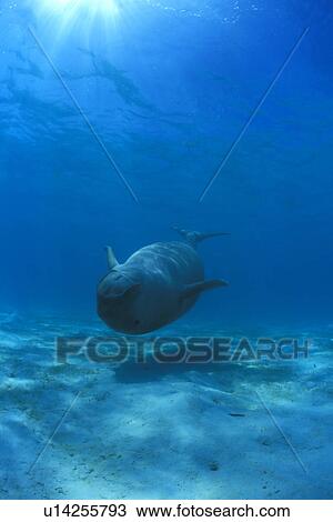 Dugong (Dugong dugong) upside down, underwater with water surface visible. Malaysia. View Large Photo Image Stock Image - Dugong (Dugong dugong) upside down, underwater with water surface visible. Malaysia.. Fotosearch
