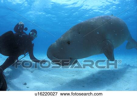 Dugong (Dugong dugong) with diver. Eye clearly visible. Malaysia. View Large Photo Image Stock Photo - Dugong (Dugong dugong) with diver. Eye clearly visible. Malaysia.. Fotosearch