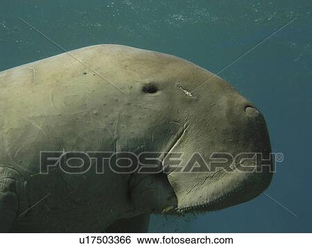 Stock Photograph - Dugong (Dugongidae). A rare close up of a Dugong. Abu Dabab Marsa Alam, Red Sea.. Fotosearch