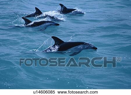 Stock Photography - Dusky dolphins (Lagenorhynchus obscurus) surfacing. Kaikoura, New Zealand.. Fotosearch