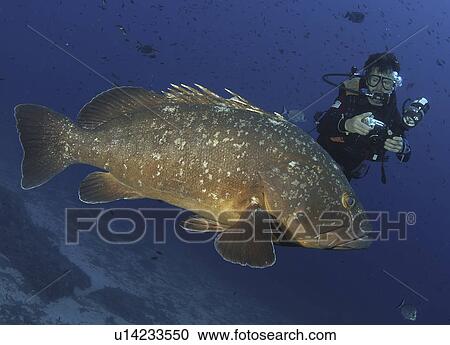 Stock Image - Dusky Grouper (Epinephelus marginatus) with Diver. Sardinia, Italy (rr). Fotosearch