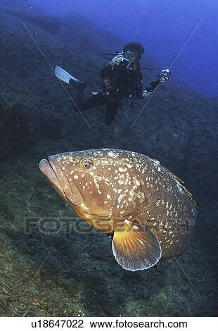 Dusky Grouper (Epinephelus marginatus) with Diver. Sardinia, Italy (rr) View Large Photo Image Stock Image - Dusky Grouper (Epinephelus marginatus) with Diver. Sardinia, Italy (rr). Fotosearch