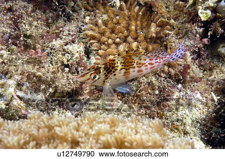 Stock Image - Dwarf Hawkfish (Cirrhitichthys falco) Borneo, Malaysia. Fotosearch
