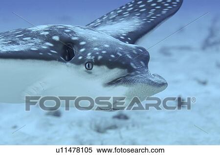 Eagle Ray (Aetobatus narinari) detail showing head and swimming action, Cayman Brac, Cayman Islands, Caribbean View Large Photo Image Stock Photography - Eagle Ray (Aetobatus narinari) detail showing head and swimming action, Cayman Brac, Cayman Islands, Caribbean. Fotosearch