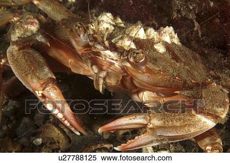 Edible Crab (Cancer pagurus). Oban, Scotland, UK View Large Photo Image Stock Photography - Edible Crab (Cancer pagurus). Oban, Scotland, UK. Fotosearch
