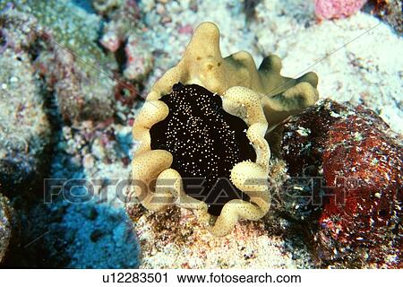 Egg cowrie (? ), Similan Islands, Thailand (Andaman Sea) View Large Photo Image Stock Image - Egg cowrie (? ), Similan Islands, Thailand (Andaman Sea). Fotosearch
